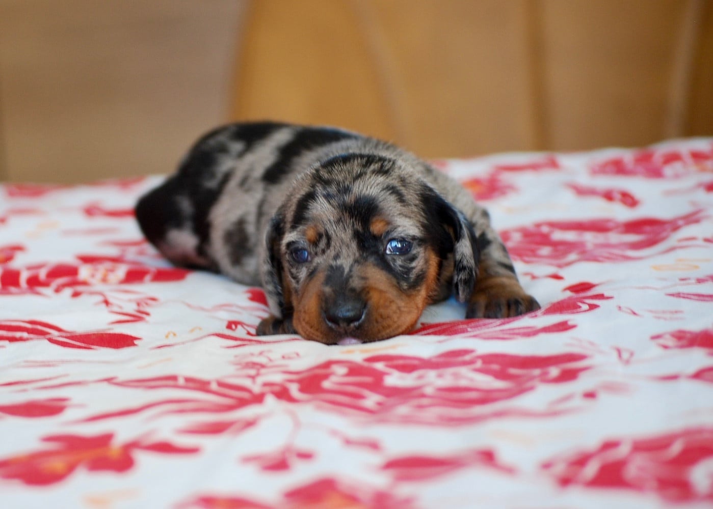 Chiot N°3