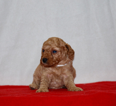 Les chiots de Caniche