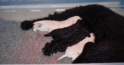 Les chiots de Caniche