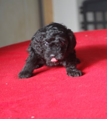 Les chiots de Caniche