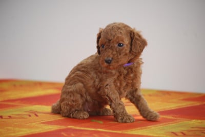 Les chiots de Caniche