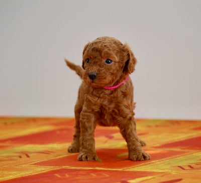 Les chiots de Caniche