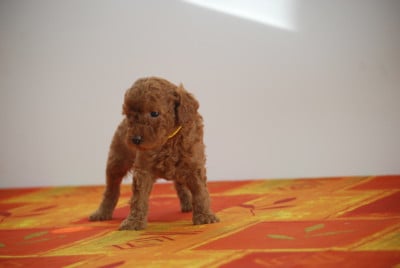 Les chiots de Caniche