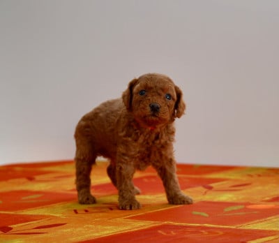 Les chiots de Caniche