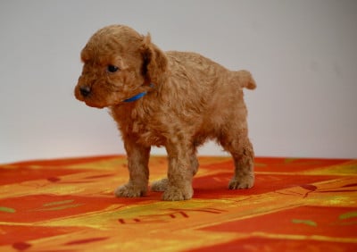 Les chiots de Caniche