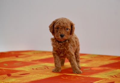 Les chiots de Caniche