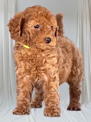 Les chiots de Caniche