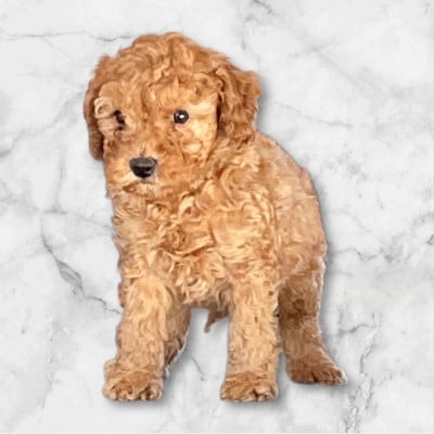 Les chiots de Caniche