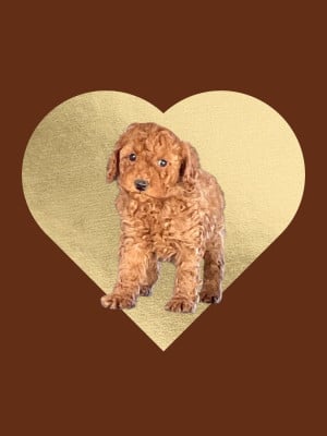 Les chiots de Caniche