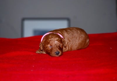 Les chiots de Caniche