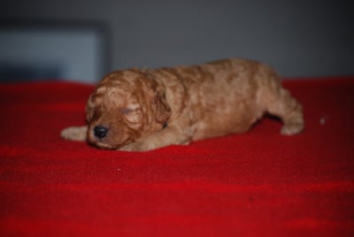 Les chiots de Caniche