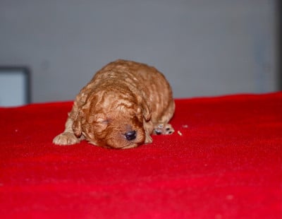 Les chiots de Caniche