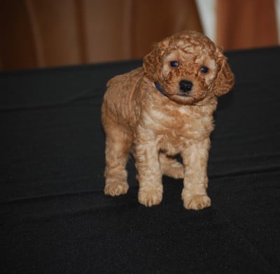 Les chiots de Caniche
