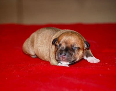 Les chiots de Staffordshire Bull Terrier