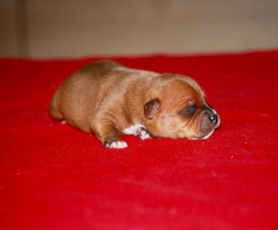 Les chiots de Staffordshire Bull Terrier