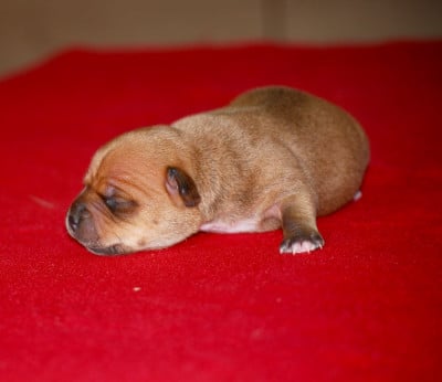 Les chiots de Staffordshire Bull Terrier