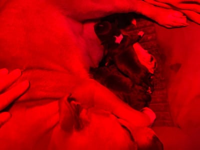 Les chiots de Staffordshire Bull Terrier