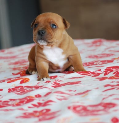 Les chiots de Staffordshire Bull Terrier