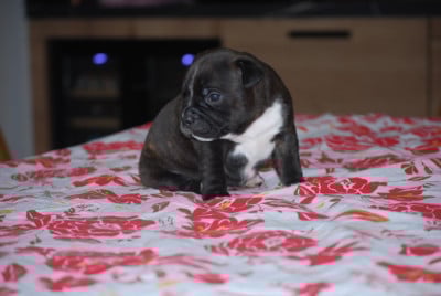 Les chiots de Staffordshire Bull Terrier