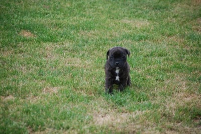 Les chiots de Staffordshire Bull Terrier