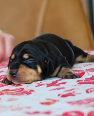 Les chiots de Teckel poil ras