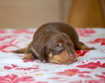 Les chiots de Teckel poil ras