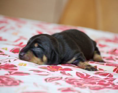 Les chiots de Teckel poil ras