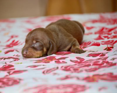 Les chiots de Teckel poil ras