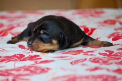 Les chiots de Teckel poil ras
