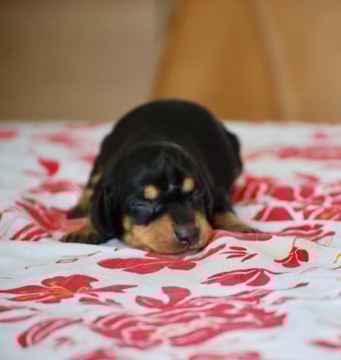 Les chiots de Teckel poil ras
