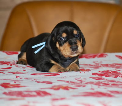 Les chiots de Teckel poil ras