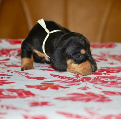 Les chiots de Teckel poil ras
