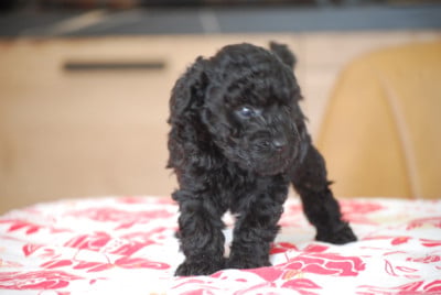 Les chiots de Caniche