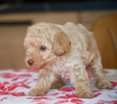 Les chiots de Caniche