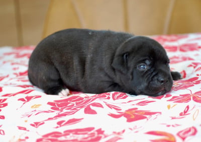 Les chiots de Staffordshire Bull Terrier