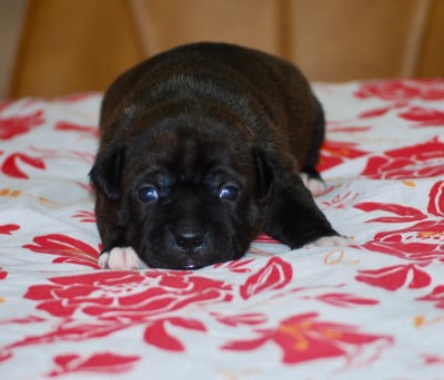 Les chiots de Staffordshire Bull Terrier