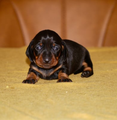 Les chiots de Teckel poil ras