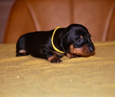 Les chiots de Teckel poil ras