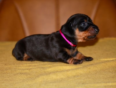 Les chiots de Teckel poil ras