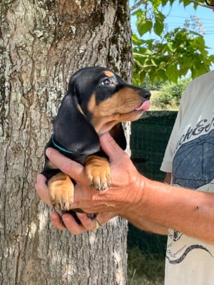 Les chiots de Teckel poil ras