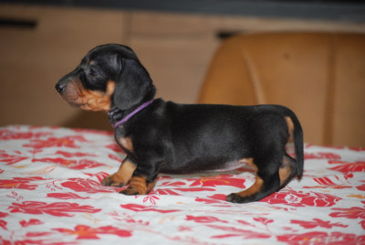Les chiots de Teckel poil ras