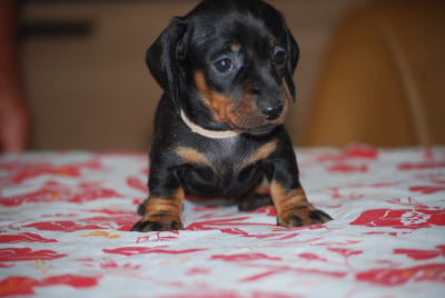 Les chiots de Teckel poil ras