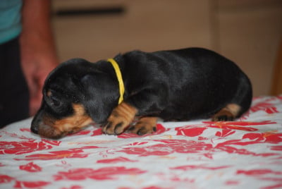 Les chiots de Teckel poil ras