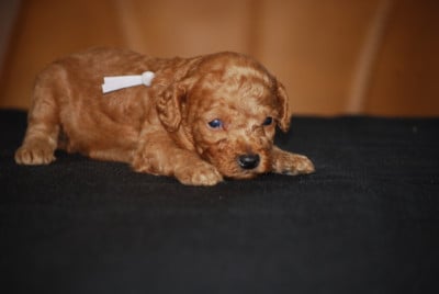 Les chiots de Caniche