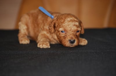 Les chiots de Caniche