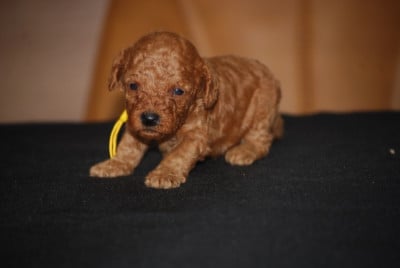 Les chiots de Caniche