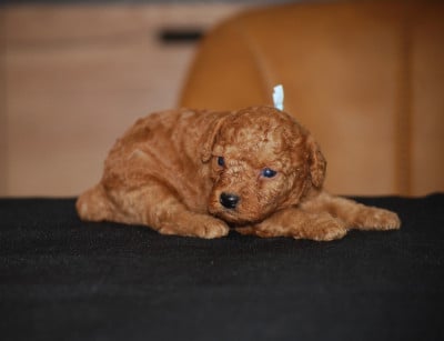 Les chiots de Caniche
