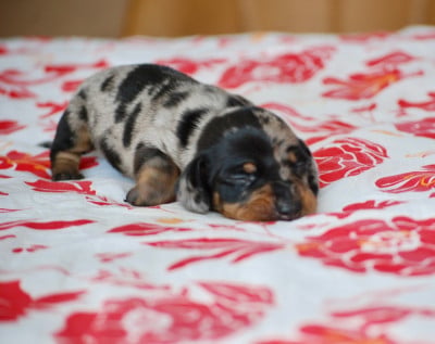 Les chiots de Teckel poil ras