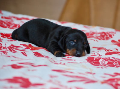 Les chiots de Teckel poil ras