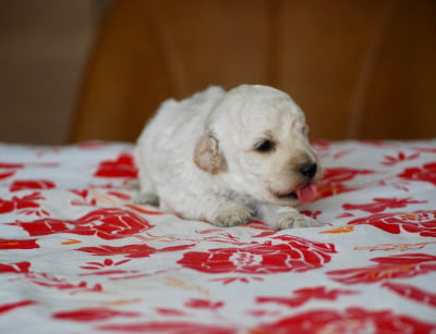 Les chiots de Caniche